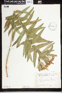 Asclepias tuberosa subsp. interior image