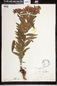 Asclepias tuberosa subsp. interior image