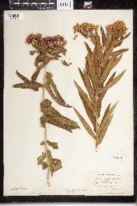 Asclepias tuberosa subsp. interior image