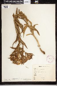 Asclepias tuberosa subsp. interior image