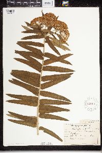 Asclepias tuberosa image