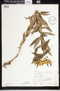 Asclepias tuberosa image