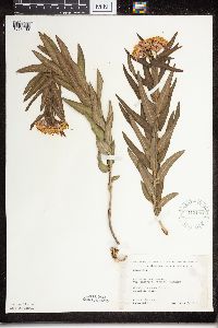 Asclepias tuberosa image
