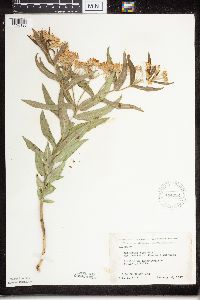 Asclepias tuberosa image