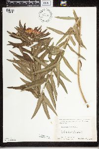 Asclepias tuberosa image