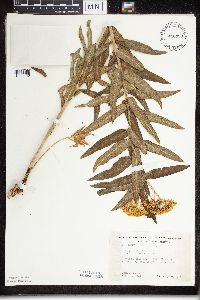 Asclepias tuberosa image