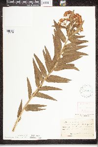 Asclepias tuberosa image