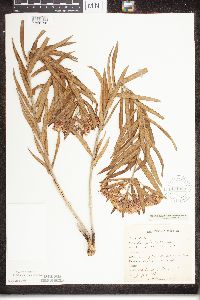 Asclepias tuberosa image