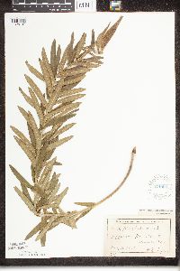 Asclepias tuberosa image