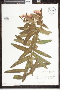 Asclepias tuberosa image