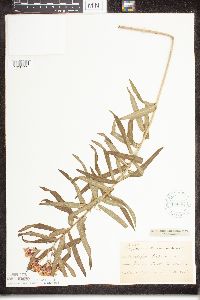Asclepias tuberosa image