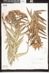 Asclepias tuberosa image