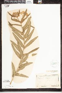 Asclepias tuberosa image