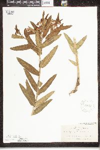 Asclepias tuberosa image