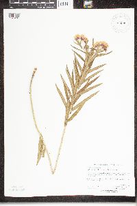 Asclepias tuberosa image