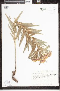 Asclepias tuberosa image