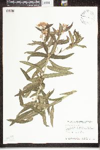 Asclepias tuberosa image