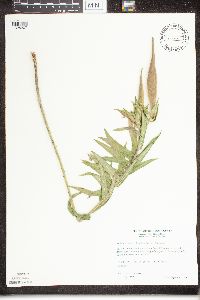 Asclepias tuberosa image