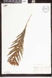 Asclepias tuberosa image