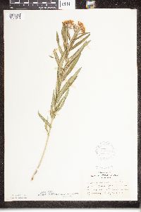 Asclepias tuberosa image