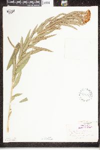 Asclepias tuberosa image
