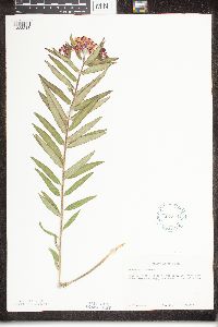 Asclepias tuberosa image