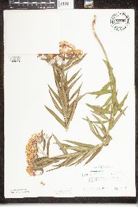 Asclepias tuberosa image