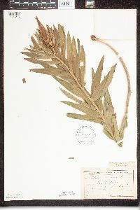 Asclepias tuberosa image