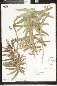 Asclepias tuberosa image