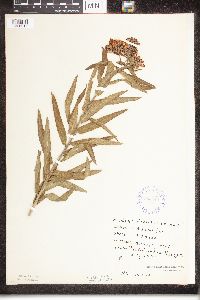 Asclepias tuberosa image