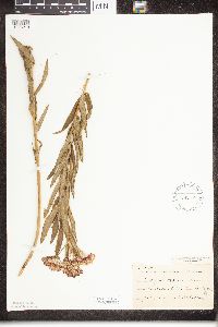 Asclepias tuberosa image