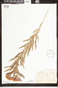 Asclepias tuberosa image