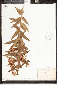 Asclepias tuberosa image