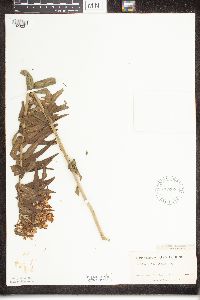 Asclepias tuberosa image