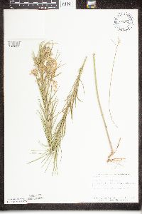 Image of Asclepias verticillata