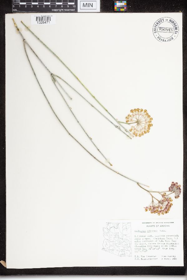 Asclepias albicans image