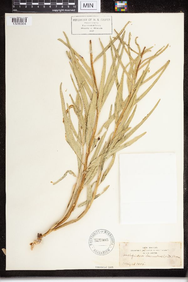 Asclepias asperula subsp. capricornu image