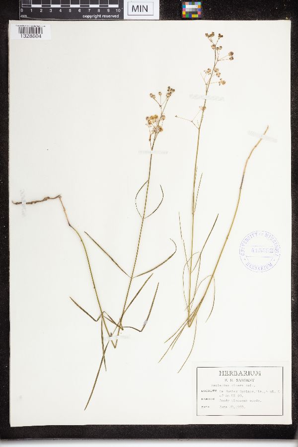 Asclepias cinerea image