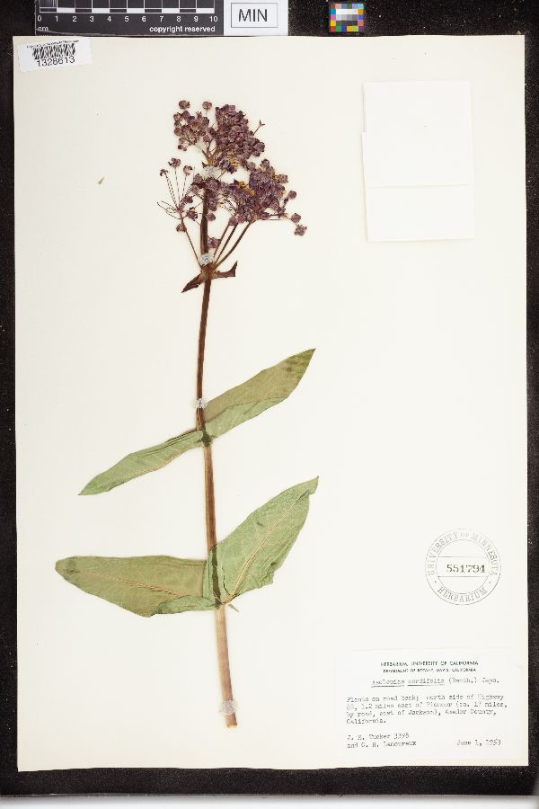 Asclepias cordifolia image