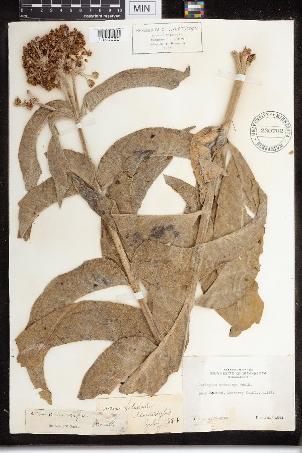 Asclepias eriocarpa image