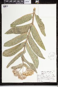 Asclepias eriocarpa image