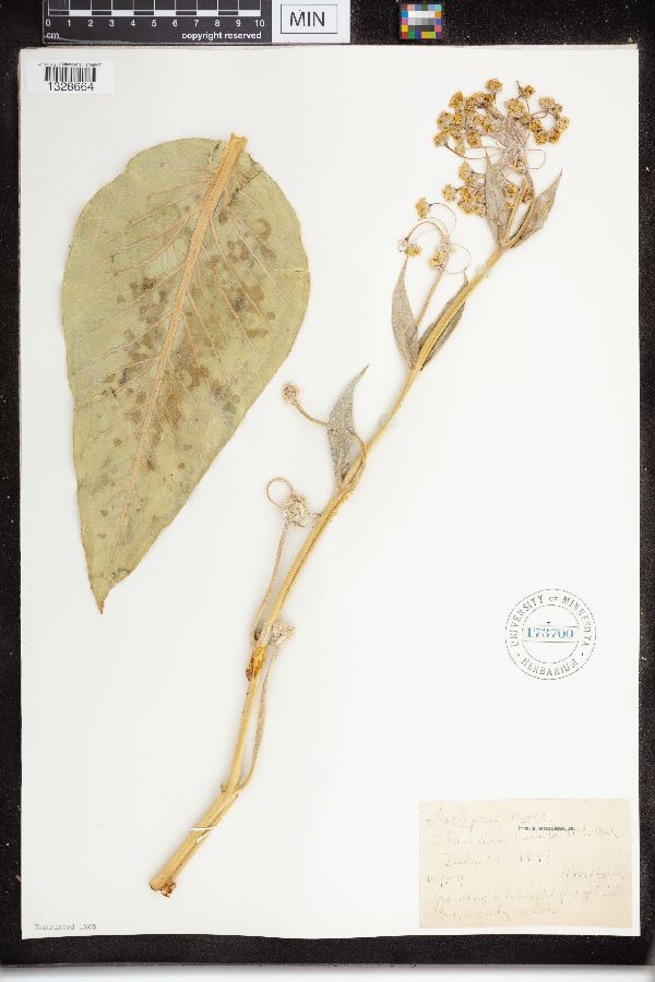 Asclepias erosa image