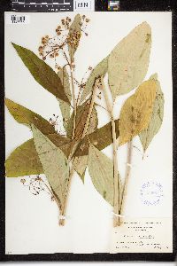 Asclepias exaltata image