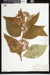 Asclepias exaltata image