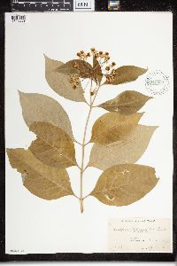 Asclepias exaltata image