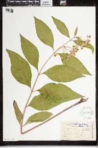 Asclepias exaltata image