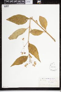 Asclepias exaltata image