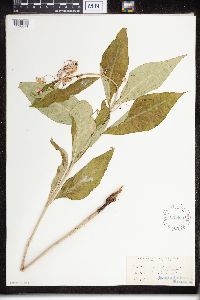 Asclepias exaltata image