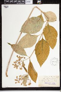 Asclepias exaltata image