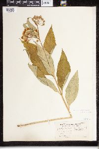 Asclepias exaltata image